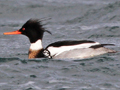 Red-breasted Merganser